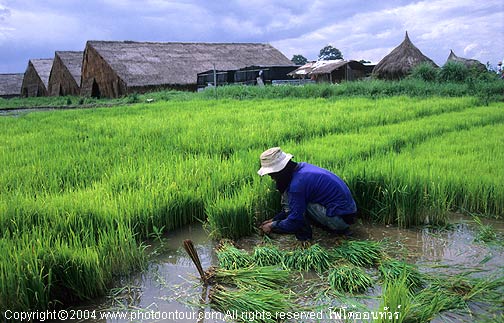 ข้าวกล้าเปรียบเหมือนแปลงเพาะชำที่รอการนำไปปักดำในแปลงใหญ่